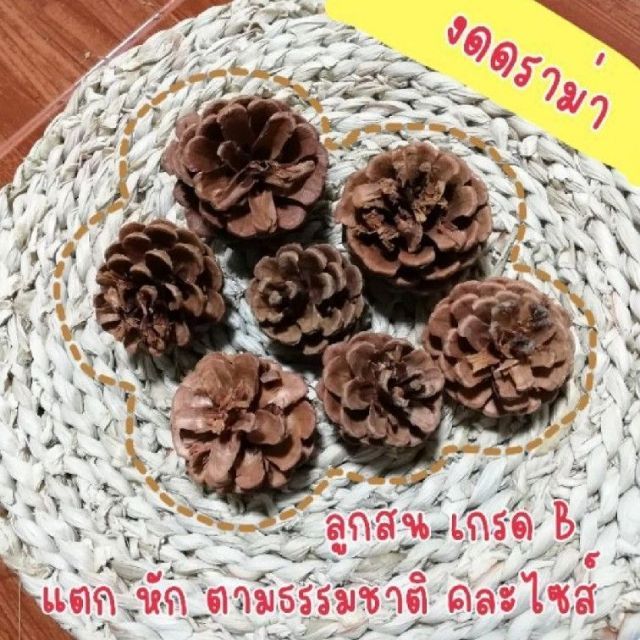 Home prop ลูกสนเกรดบี 7 ลูก 29 อุปกรณ์ประกอบฉาก พร๊อพถ่ายภาพ ของตกแต่งบ้าน ของแต่งบ้าน ของประดับบ้าน