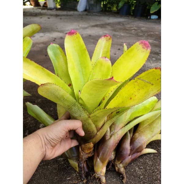 สับปะรดสีนีโอซันคิงไม้แดดสวยๆ