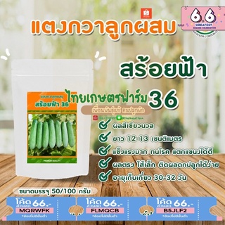 แตงกวาสร้อยฟ้า50กรัม100กรัมดกมาก13-14ซม.ดกมาก🥒