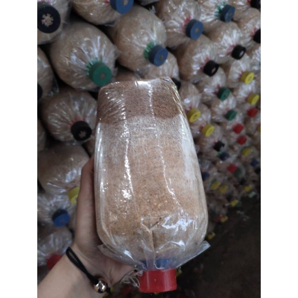 ก้อนเชื้อเห็ดนางฟ้าภูฏาน 10ก้อน (เชื้อเดิน80% ต้องนำไปบ่มต่อประมาณ14วันถึงจะเปิดดอกได้)**อัพเดทเชืัอวันที่ 22/05/69