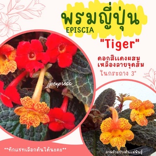 พรมญี่ปุ่น "ไทเกอร์" (Tiger)ในกระถาง 3 นิ้ว ใบสีน้ำตาลเข้ม ดอกสีแดงผสมเหลืองลายจุดส้ม น่ารักเเละโตเร็วมาก ค่าส่งถูก