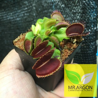 กาบหอยแครงแดง (Dionaea muscipula) กระถาง 2 นิ้ว 3 นิ้ว และ 4 นิ้ว หลากหลายสายพันธุ์ "Venus flytrap"