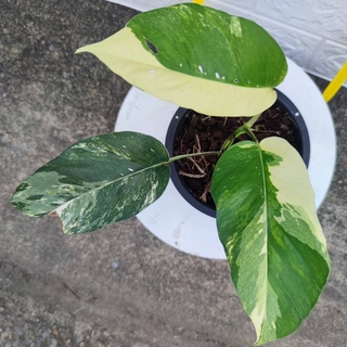 อิพิด่างขาว Epipremnum pinnatum variegated ส่งฟรี