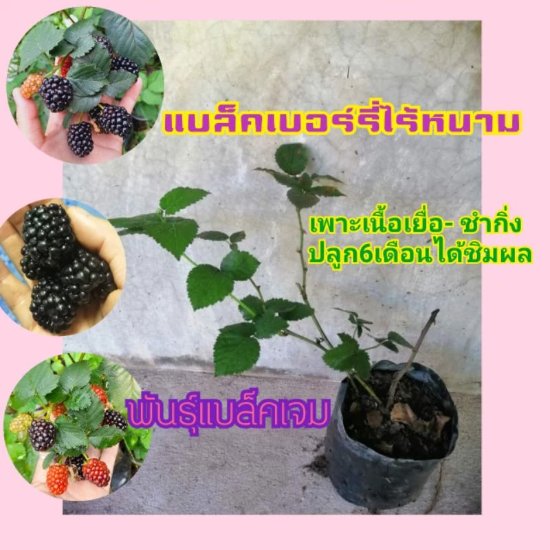 🌳ต้นแบล็คเบอรี่🍒สายพันธ์ใหม่-เก่าให้เลือก💚ปลูกได้ทุกภาคส่งไม่เกิน3วันค่ะ ❤[