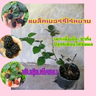 🌳ต้นแบล็คเบอรี่🍒สายพันธ์ใหม่-เก่าให้เลือก💚ปลูกได้ทุกภาคส่งไม่เกิน3วันค่ะ ❤[