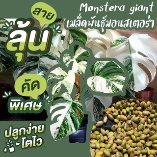 ซื้อ1 แถม 1 เมล็ดมอนสเตอร่าไจแอนท์ (Monstera Deliciosa Seeds) สายลุ้นห้ามพลาด （นี่มันเมล็ดพืช ไม่ใช่พืช!）