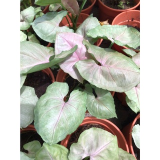 Syngonium Bold Allusion  | Arrowhead Plant | Aroid Plant | Indoor Plant | Murah花园/种子/园艺/头饰/手链/玫瑰/文胸/向日葵/生菜/帽子/ 4BRV