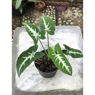 ออมเพชร Syngonium wendlandii Schott