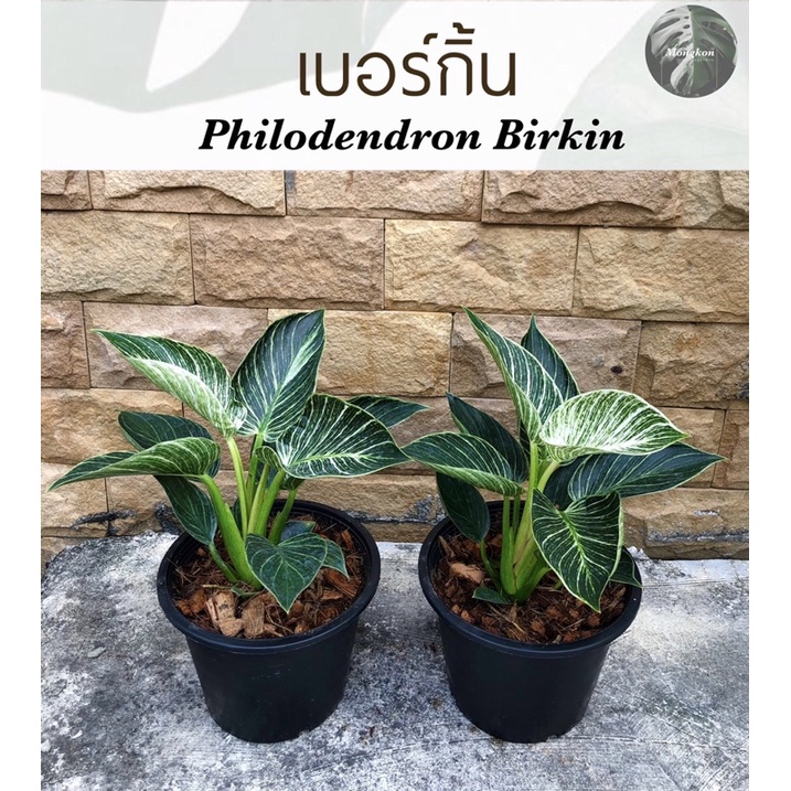 🪴ฟิโลเดนดรอน เบอร์กิ้น(Philodendron Birkin)🪴ไม้ด่าง #ไม้ฟอกอากาศ ฟอร์มสวย ขนาดกระถาง 8นิ้ว 💥💥นิยมมาก💥💥