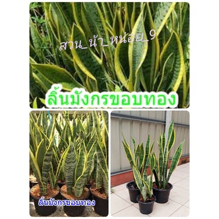 ต้นลิ้นมังกรขอบทอง ไม้ประดับภายนอก ภายในบ้าน ไม้ฟอกอากาศ ดูดซับสารพิษไอระเหย ก๊าซคาร์บอนมอนอกไซ และยังเป็นไม้มงคลอีกด้วย