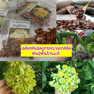 เมล็ดดอกขจร/ดอกสลิดพันธุ์พื้นบ้านแท้30+เมล็ด(มีเก็บเงินปลายทาง)