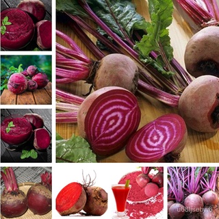 ถูก ใหม่ สายพันธุ์ของแท้ 100% พร้อมสต็อก Beetroot seeds 150pcs เมล็ด เมล็ดพันธุ์ เมล็ดพันธุ์ผัก บอนไซแคระ บอนไซ บอนไซ ZU