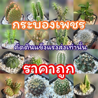 กระบองเพชร แคคตัสราคาถูก ซื้อ4ต้นแถม1ต้น