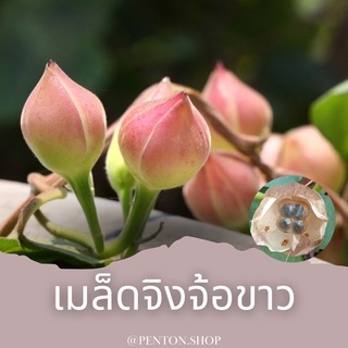 เมล็ดพันธุ์จิงจ้อขาว 8 เมล็ด ซื้อ10แถม 1 🔺โปรสั่งสินค้าภายในร้าน30บาทขึ้นไปค่ะ