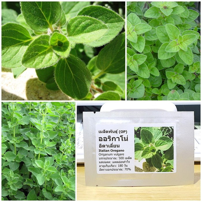 เมล็ดพันธุ์ ออริกาโน่ (Italian Oregano Seed) บรรจุ 500 เมล็ด คุณภาพดี ราคาถูก ของแท้ 100%