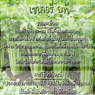 เมล็ดพันธุ์ คื่นฉ่ายยักษ์ คื่นฉ่ายฝรั่ง เซเลอรี่ 1000เมล็ด Celery Utah Seedเมล็ดพันธุ์แท้100%นำเข้าจากต่างประเทศ ปลูกผัก