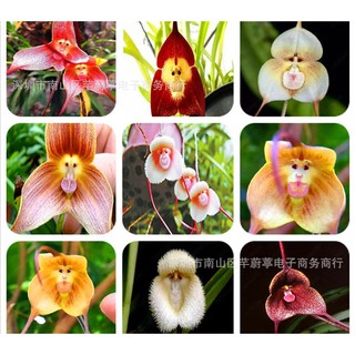 เมล็ดพันธุ์ กล้วยไม้หน้าลิง  ต้นไม้ประดับ คละลายMonkey Face Orchid Bonsai Plant House Garden Flower Seeds 30เมล็ด