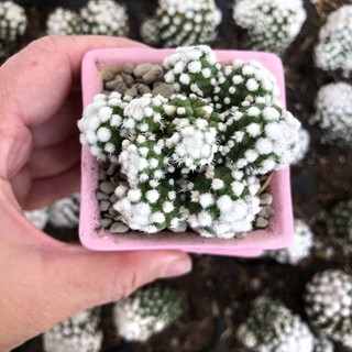 แมม โอรุกะ ฟอร์มกอ ,  Mammillaria Oruka  แคคตัส cactus กระบองเพชร ส่งแบบถอดรากนะคะ