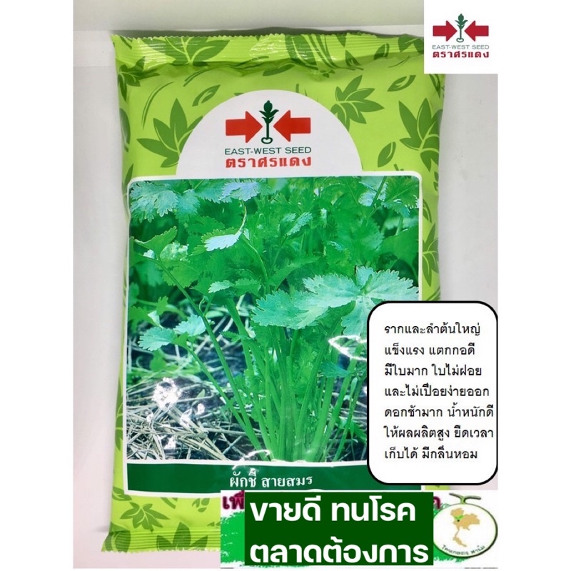 ผักชี สายสมร กอใหญ่350กรัมขายดี