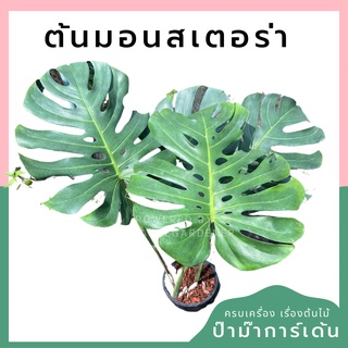 Monstera Deliciosa Gaint มอนสเตอร่า ไจแอนท์ กระถาง 8 นิ้ว ใบใหญ่แล้ว