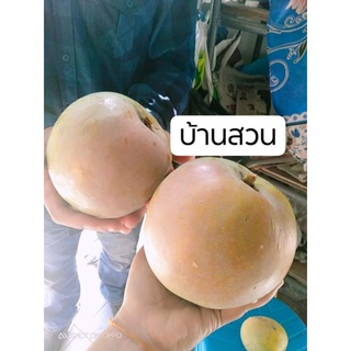 ต้นมะม่วงอาทูอีทู/ออสเตรเลีย