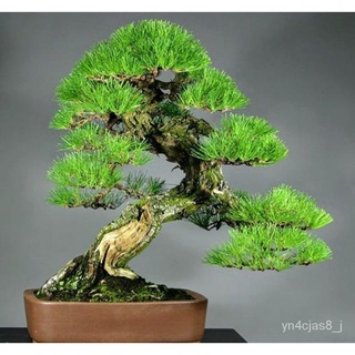 （อัตราการปลูกสูง）สนจูนิเปอร์บอนไซ Japanese Black Pine Bonsai ไม้แคระประดับ (30เมล็ด) เมล็ดสนจูนิเปอร์ ต้นไม้มงคล ต้นไม้ป