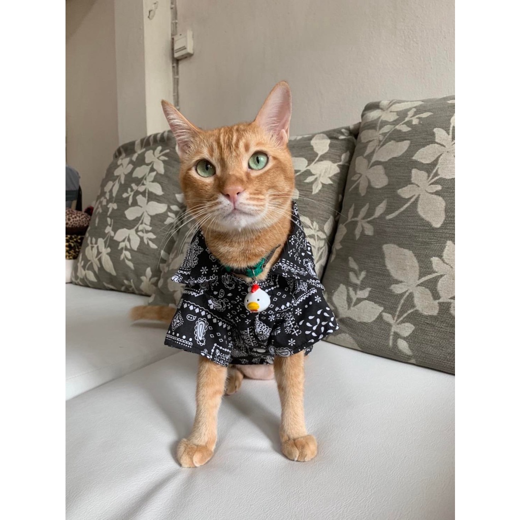 เสื้อเชิ้ต สุนัขไซส์ใหญ่ พร้อมส่ง ทรงหลวมใส่สบาย แฟชั้นฤดูร้อน เนื้อผ้าบางใส่สบายเบอร์7-11 - รูปที่ 3