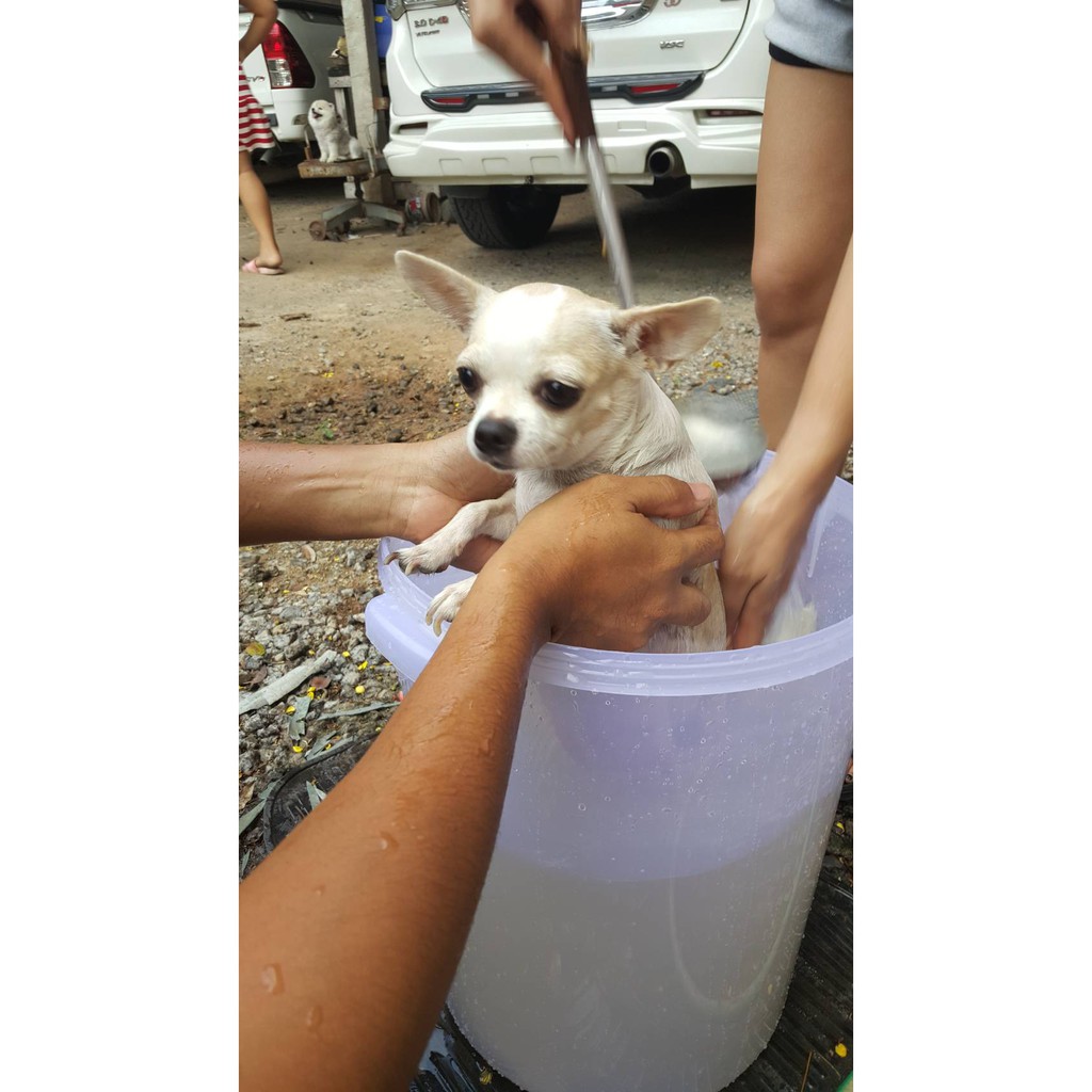 หัวเชื้อกำจัดเห็บหมัดสุนัขแมวพื้นผสมน้ำ 10L ปลอดภัยกำจัดเห็บหมัดลูกหมาลูกสุนัขลูกแมวฆ่าเห็บหมัดยาหยดกำจัดเห็บหมัดที่พื้น - รูปที่ 2