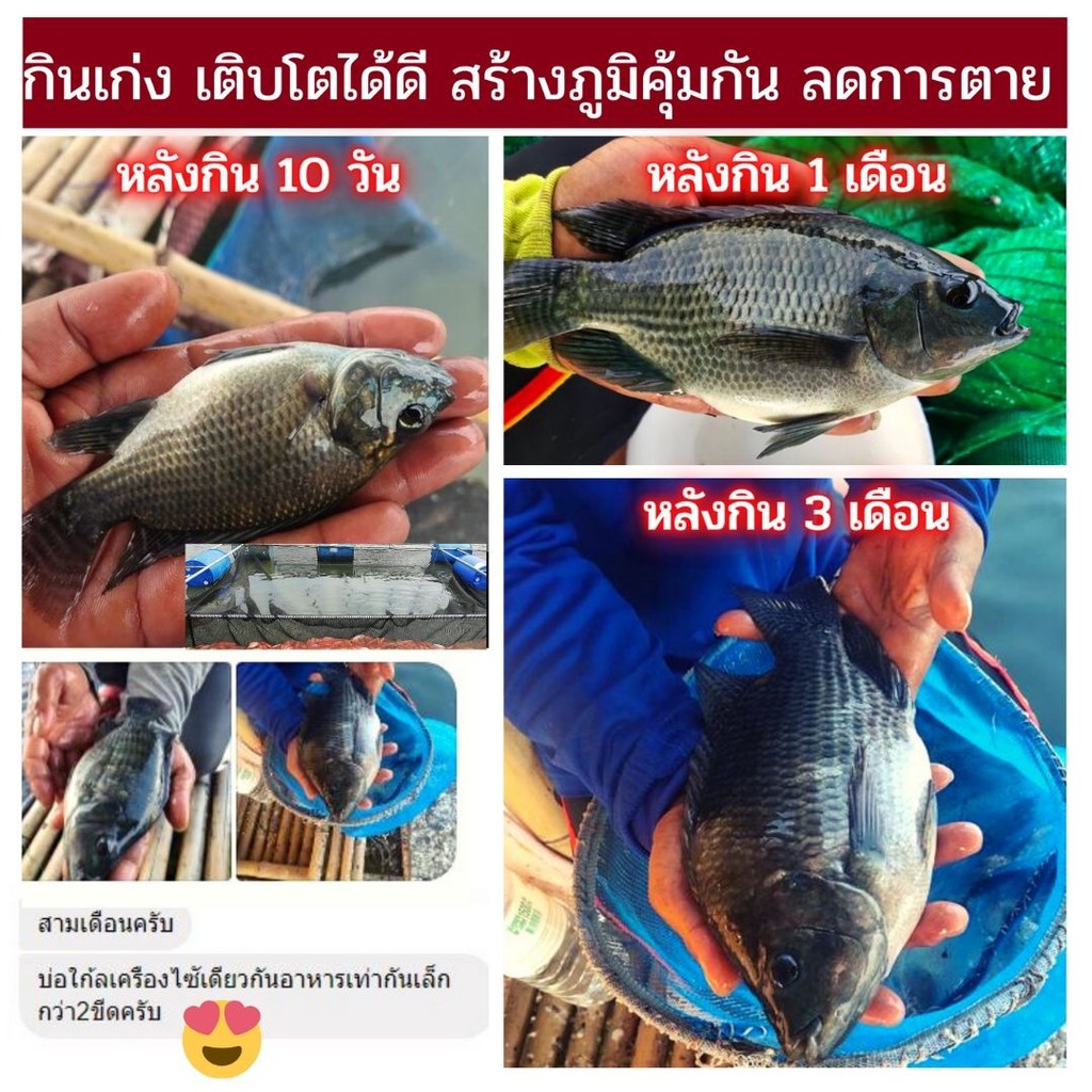 🆓ส่งฟรีไม่ใช้โค๊ด โตไวจัง ไคโตซาน วิตามันเร่งโต อาหารเสริมสำหรับสัตว์ทุกชนิด แข็งแรง โตเร็ว ลดอัตราการตายได้ดี - รูปที่ 5