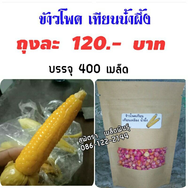 เมล็ดพันธุ์ ข้าวโพดเทียนเหลือง 400 เมล็ด