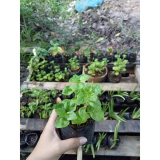 🍀วอเตอร์เครสฮาวาย ต้นวอเตอร์เครส