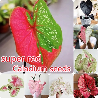 บอนสี 100 เมล็ด คละสี Caladium Seeds ต้นไม้ฟอกอากาศ ต้นไม้ประดับ เมล็ดดอกไม้ พันธุ์ไม้หายาก เมล็ดบอนสี ต้นบอนไซ