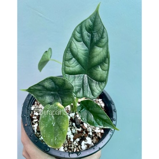 อโลคาเซีย ดราก้อนสเกล Alocasia Dragon Scale ไม้ฟอกอากาศ   🌱🌱กระถาง5นิ้ว