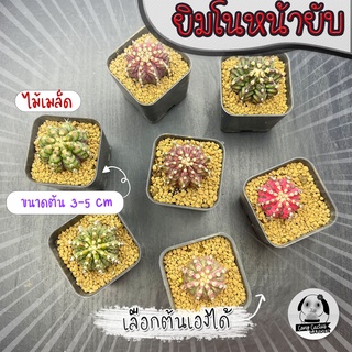 ยิมโนหน้ายับ (เลือกต้นได้) ไม้เมล็ด ลูก Trex/Tluk ( ต้นกระบองเพชร Gymnocalycium )  Set W🌵ต้นแคคตัส❤️