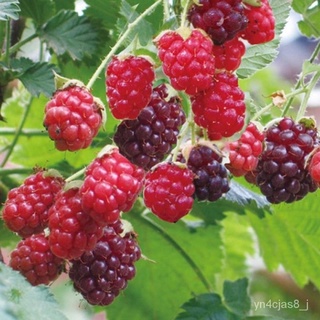 （อัตราการปลูกสูง）500-100 เมล็ด Rare Delicious Raspberry Fruit Seeds บอนไซแคระ บอนไซ เมล็ดพันธุ์พืช พันธุ์ไม้ผล ผักสวนครั