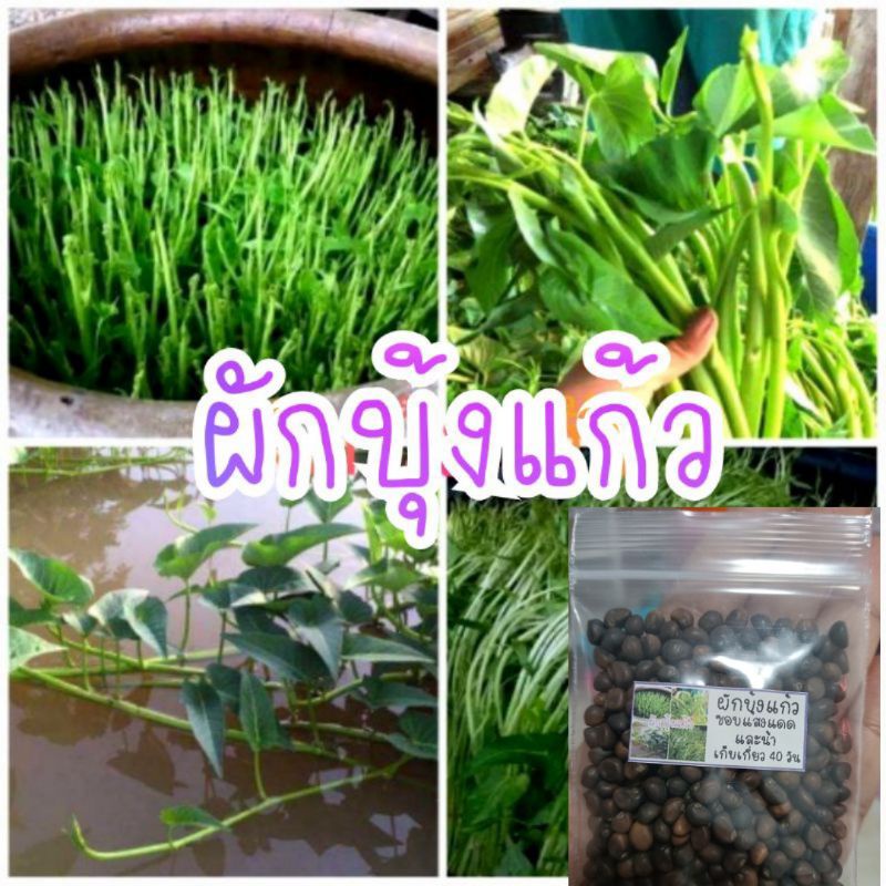 เมล็ด​พันธุ์​  ผักบุ้งแก้ว​ ผักบุ้งเย็นตาโฟ​  10กรัม​ 300-500​เมล็ด