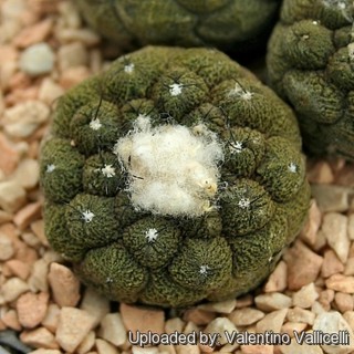 COPIAPOA Lizard Skin (5 seeds)