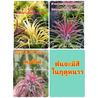 สับปะรดสี ทิลแลนเซีย  ไอโอนันทา ,  ดูอิท , เคอรี่ลีฟ  (ต้นจะมีสีในฤดูหนาว)