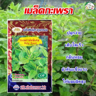 เมล็ดกะเพราคัดพิเศษ Holy Basil เมล็ดกะเพรา เมล็ดพันธุ์กะเพรา กะเพรา เมล็ดผักสวนครัว ตราภูเขาทอง