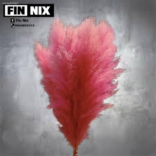 ㍿FINNIX ดอกเลา : สีชมพูเข้ม ดอกไทยมีของพร้อมส่ง