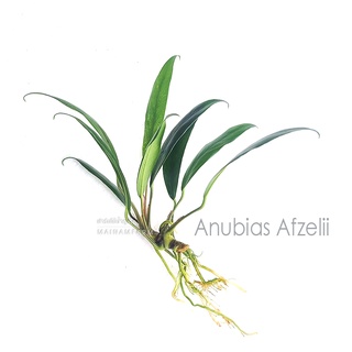 อนูเบียส แอฟซิลี่ – ANUBIAS AFZELII ต้นไม้น้ำ