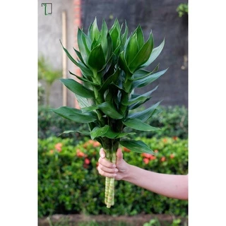 ไผ่กวนอิมบัว 3,5,10 ต้น สูง40-50-60-70cm ไม้มงคล ตัดสด ไม่มีราก