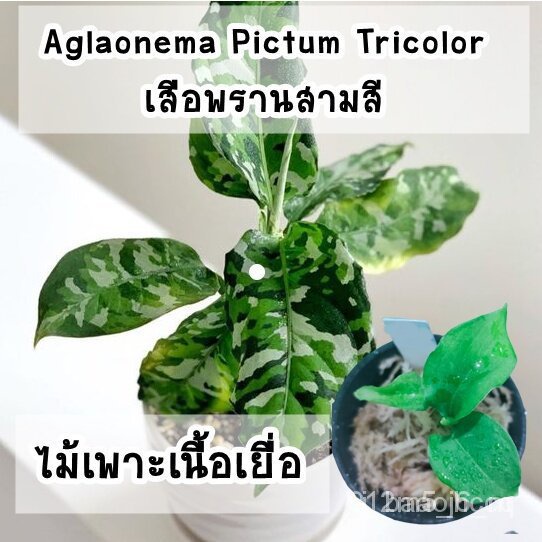 เมล็ดพันธุ์ seeds ต้นเสือพรานสามสี (Aglaonema Pictum Tricolor) ไม้เนื้อเยื่อ อนุบาลแล้ว50 seeds (not live plants)โหระพาR