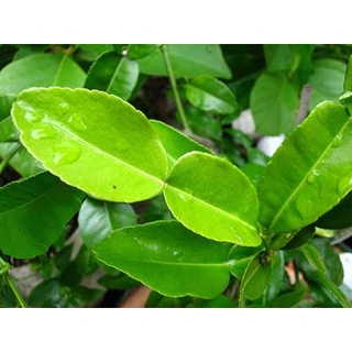 ใบมะกรูด kaffir lime leaves