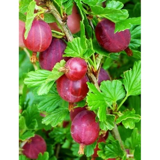 เมล็ดพันธุ์กูสเบอร์รี่แดง Hinnomaki Red Gooseberry  เมล็ดพันธุ์แท้ นำเข้าจากต่างประเทศ