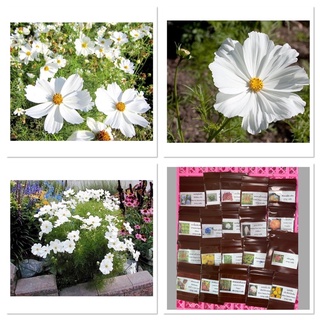 เมล็ดพันธุ์ ดาวกระจายสีขาว ดอกคอสมอส (White Purity Cosmos Flower Seed) บรรจุ 50 เมล็ด