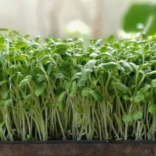 เมล็ดทานตะวันต้นอ่อน 10 กรัม