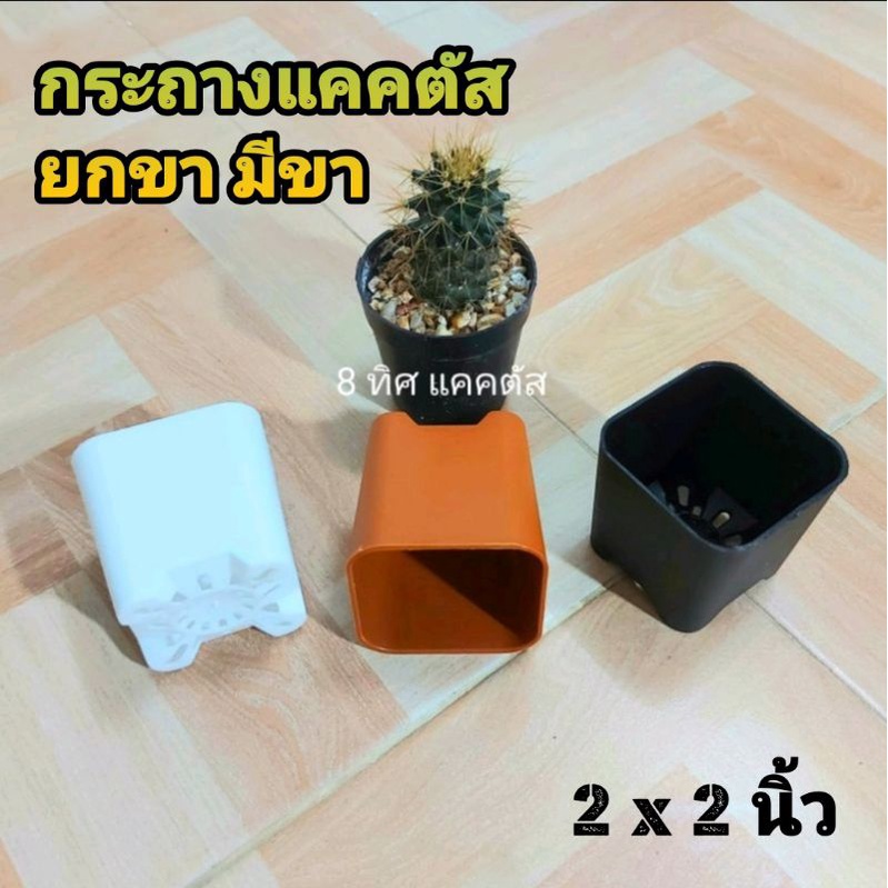 กระถาง สี่เหลี่ยมมีขา 2 นิ้ว // กด 12 ใบ 25 บาท -- 2 นิ้ว -- กระถางยกขา แคคตัส กระบองเพชร พลาสติก