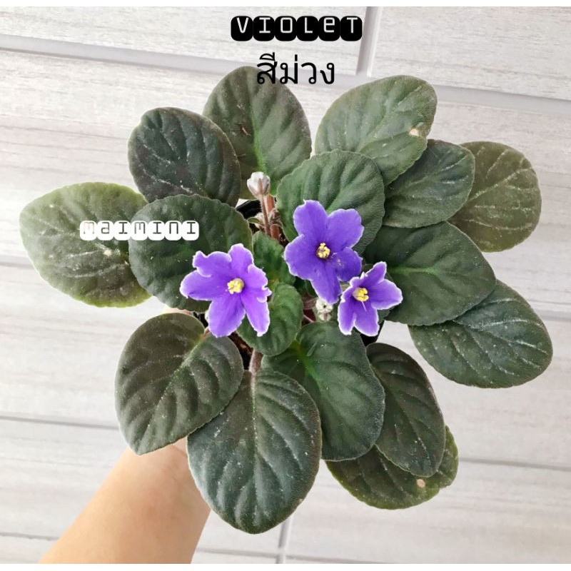 แอฟริกันไวโอเล็ต African Violet 3สี ต้นไม้นำเข้าออกดอกบ่อย #โปรซื้อ4ต้น ฟรีดินหรือปอปเปอร์1ถุง#