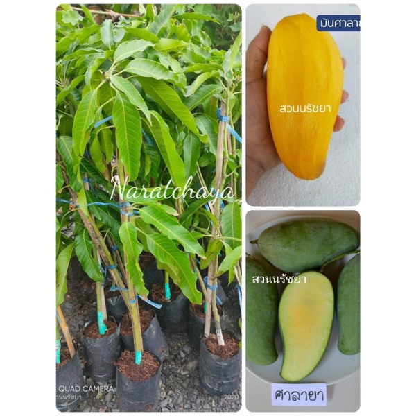 (พร้อมส่ง)ต้นมะม่วงมันศาลายา #กิ่งทาบ  ออกทวายรสชาติมัน #พันธุ์แท้ รับประกันสายพันธุ์ #มะม่วงโบราณ #มะม่วงที่หายาก